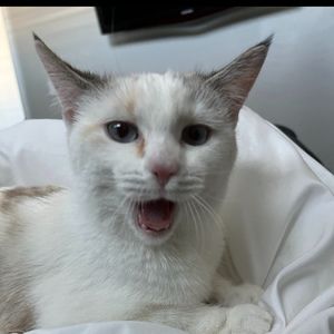 Meet your Posher, Alexa